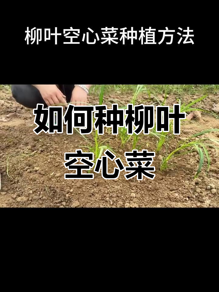 柳叶空心菜苗种植技巧,轻松上手!