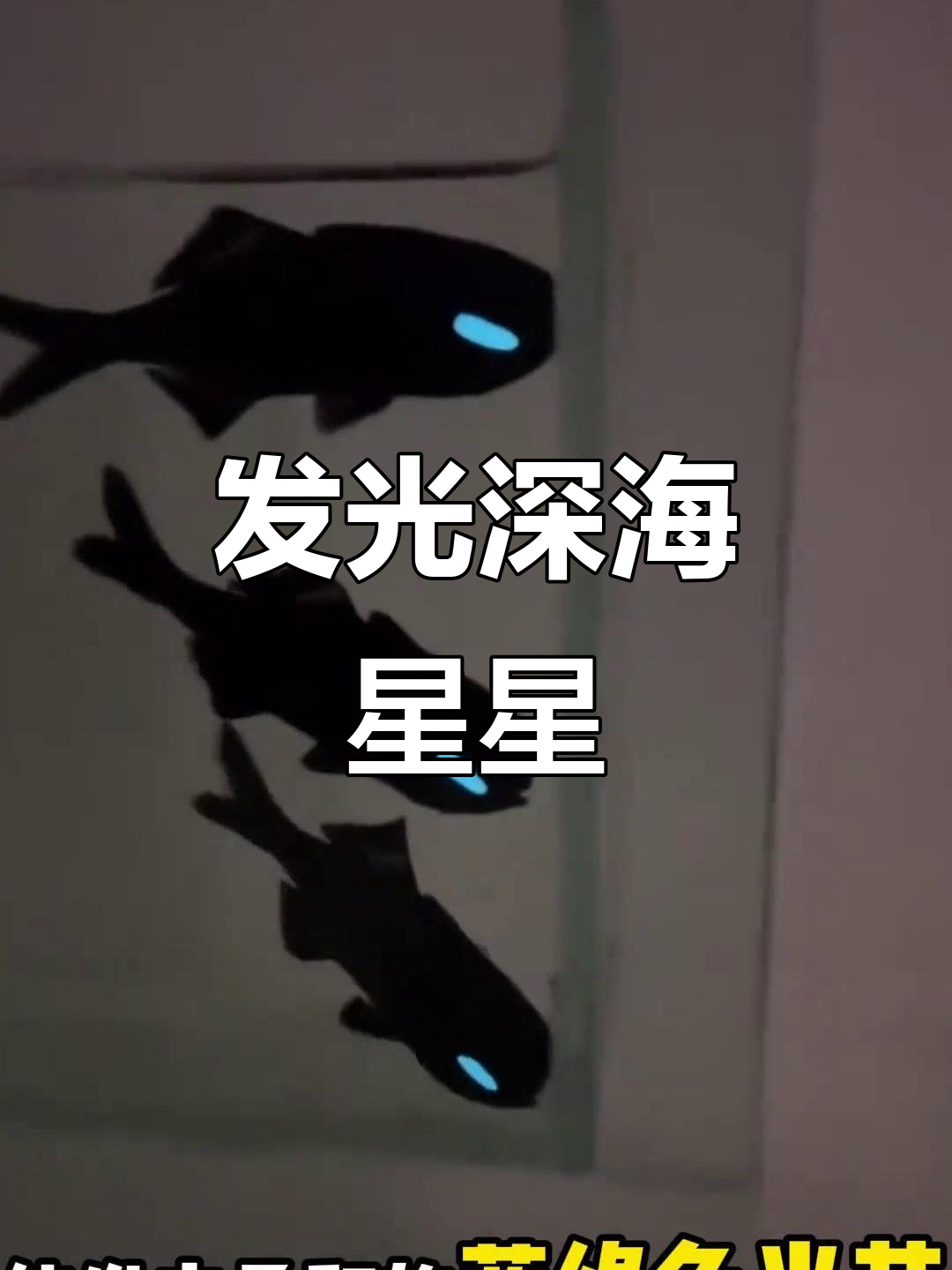 深海中的“小天使”,灯颊鲷鱼带你领略蓝色光芒