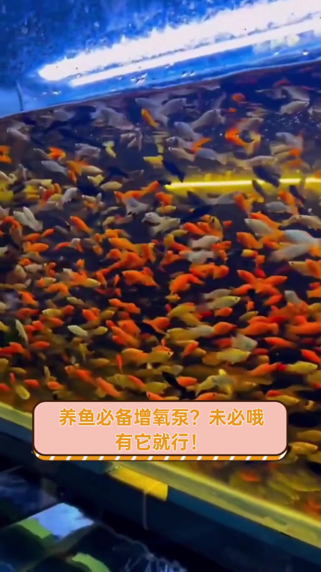 养鱼必备增氧泵?未必哦,有它就行!