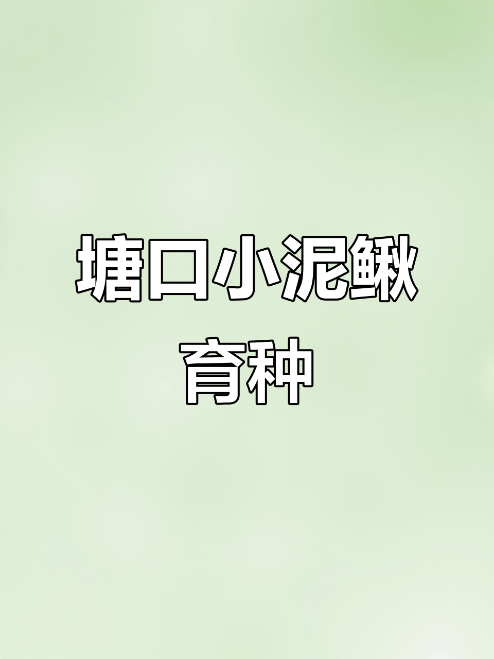小泥鳅养殖技术交流,五六公分密度实拍