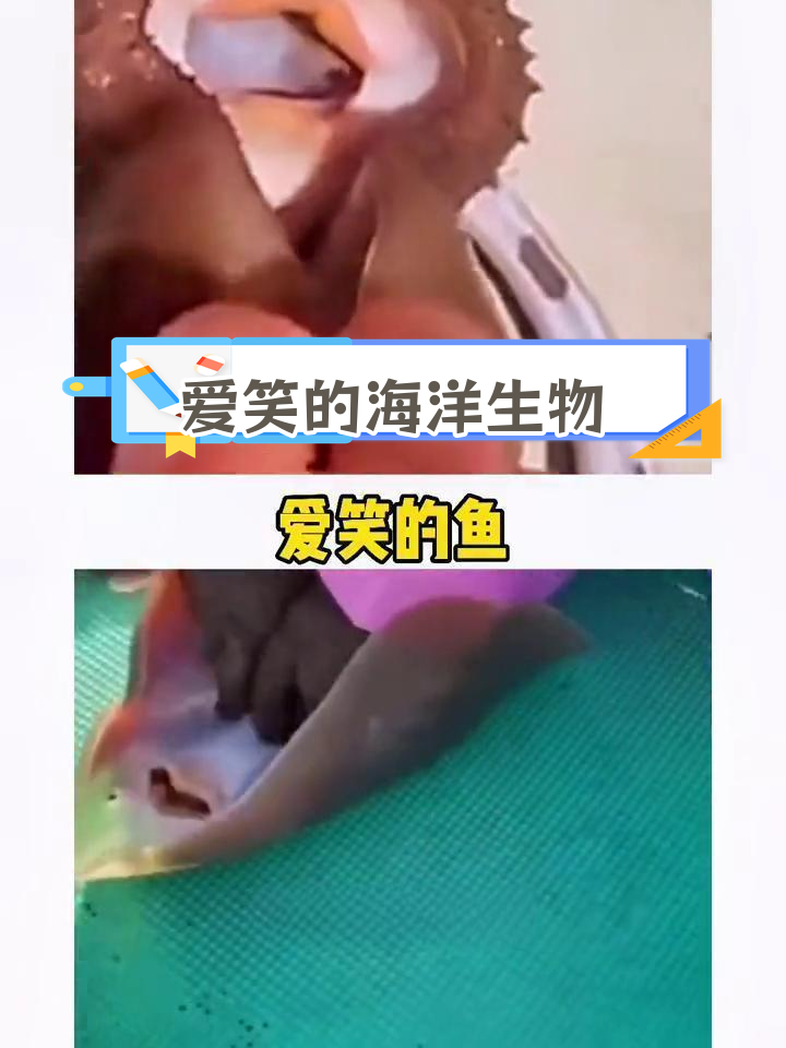 鳐鱼:海底的微笑使者