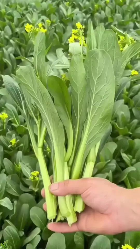 四季甜菜心种植25天收获青菜盆栽田园春秋冬季蔬菜种植广东油菜心