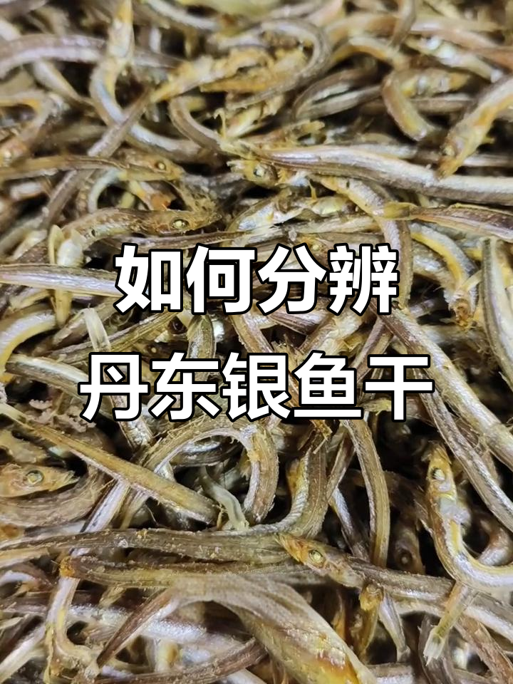 丹东银鱼干如何辨别真假？教你挑选优质产品
