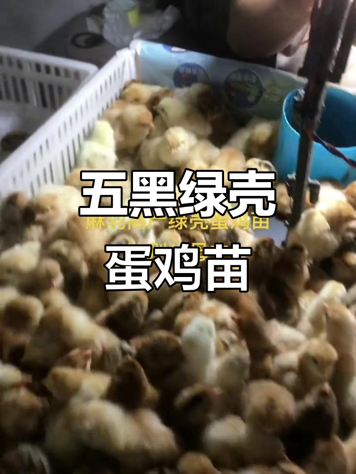 五黑绿壳蛋鸡苗,全国发货,适合各地养殖