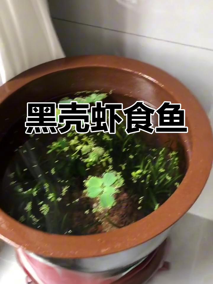 黑壳虾竟吃小鱼,鱼友们要小心!