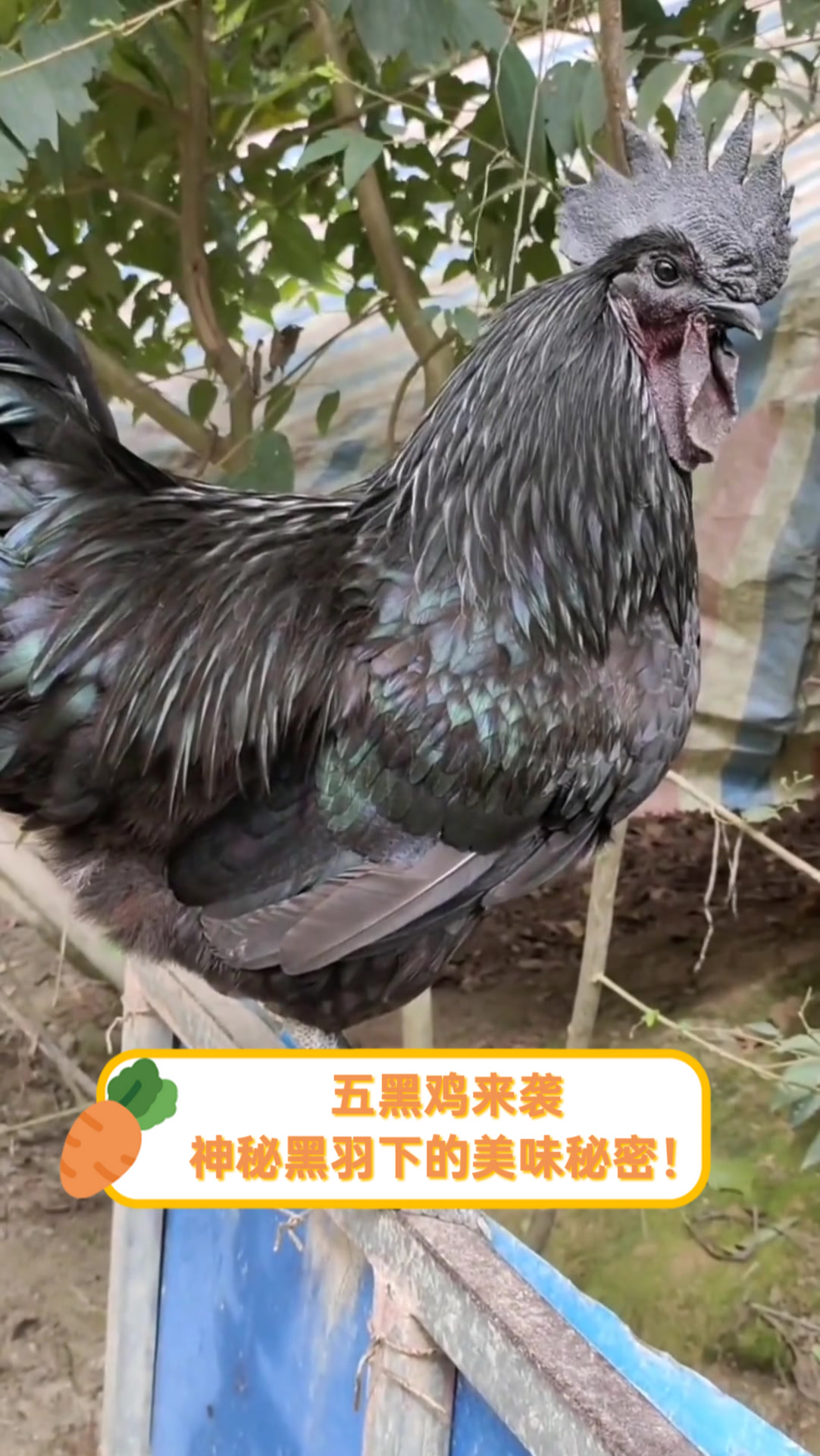 五黑鸡来袭,神秘黑羽下的美味秘密!