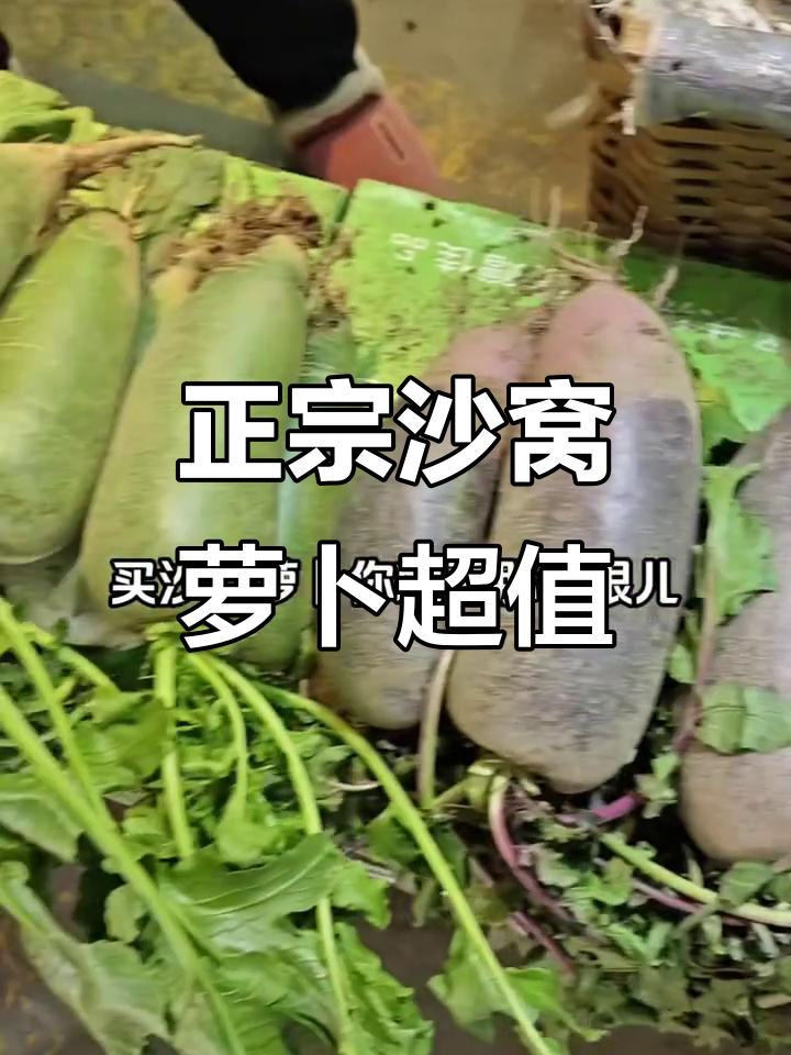 天津锦堂菜市场正宗沙窝萝卜,五斤只要二十九块九