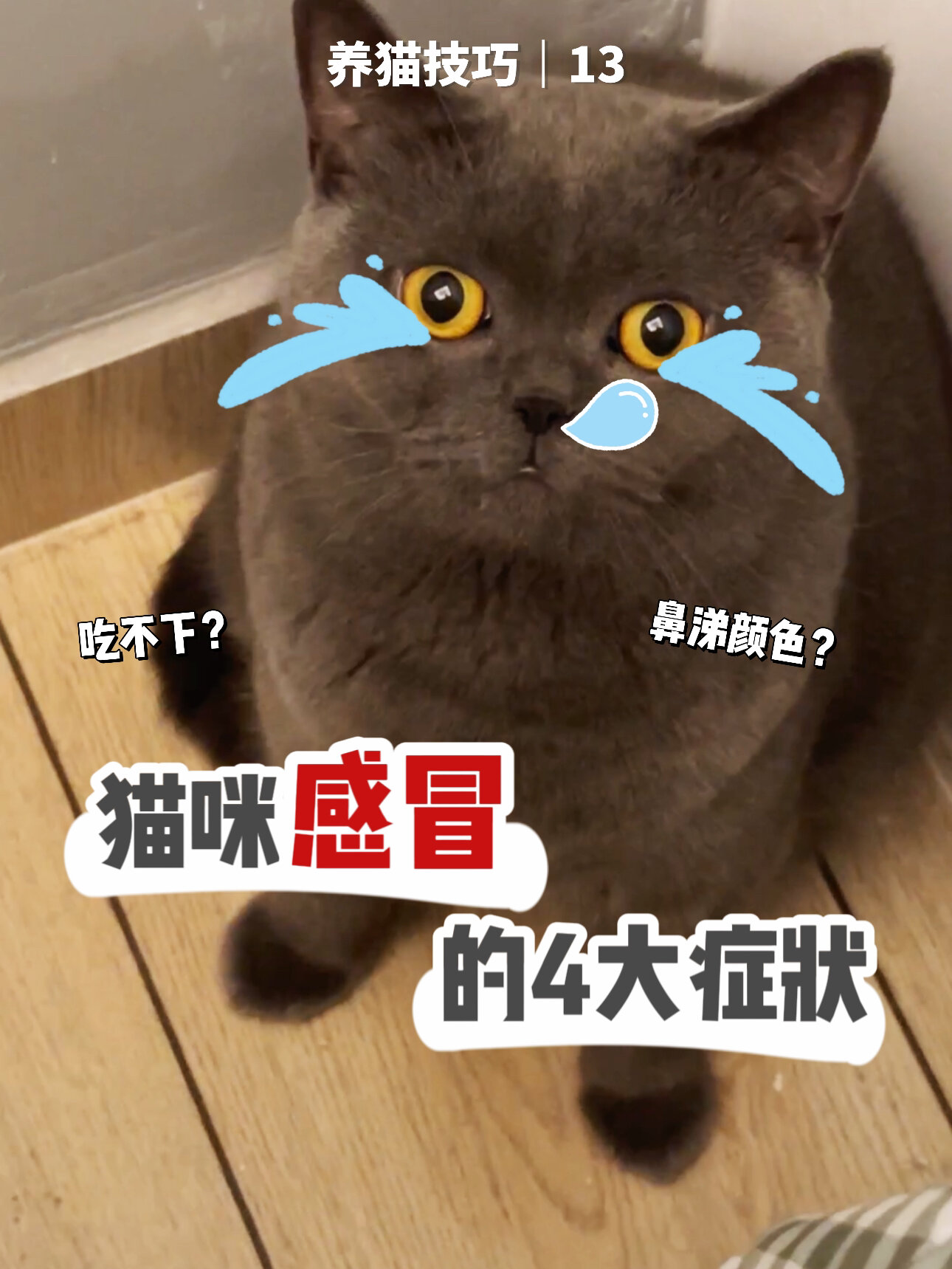 猫咪感冒有哪些症状?判断猫咪是不是生病了