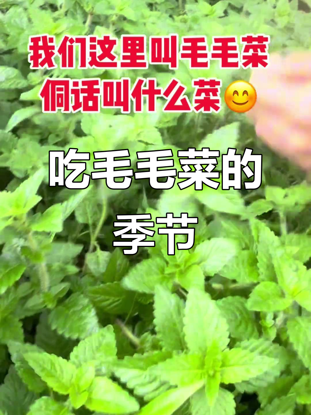 斗音里有多少人吃过这种野菜?春季毛毛菜的季节又来了