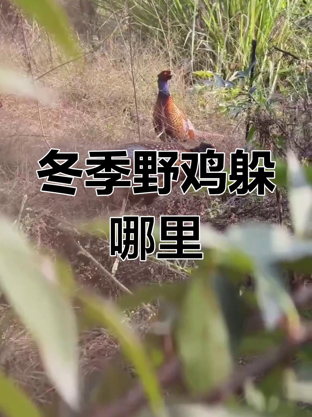 冬天野鸡藏在哪?揭秘它们的避寒技巧与栖息地