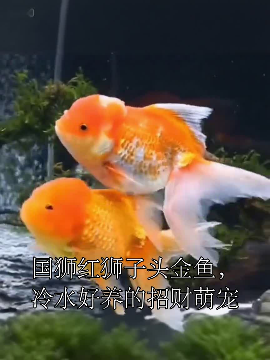 国狮红狮子头金鱼,冷水好养的招财萌宠