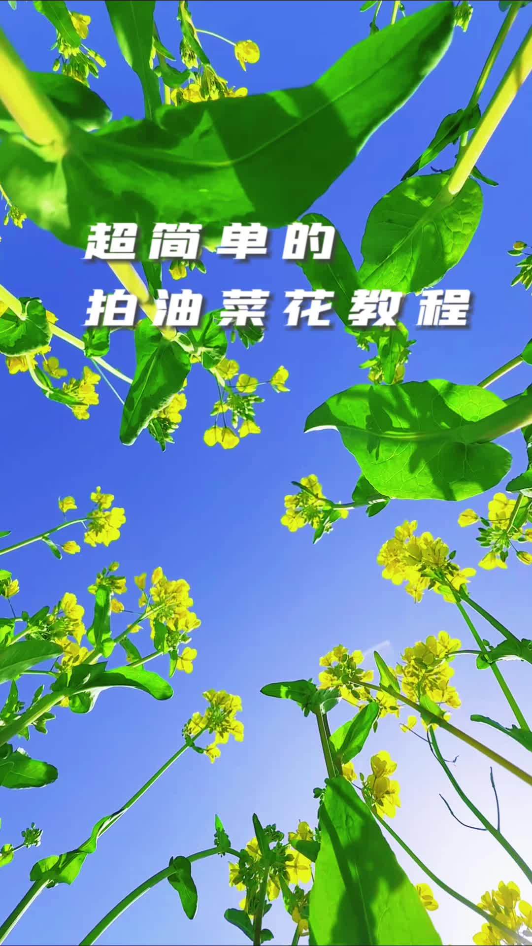 油菜花这样拍简单又出片 手机摄影 油菜花 拍摄技巧 摄影教学 春天