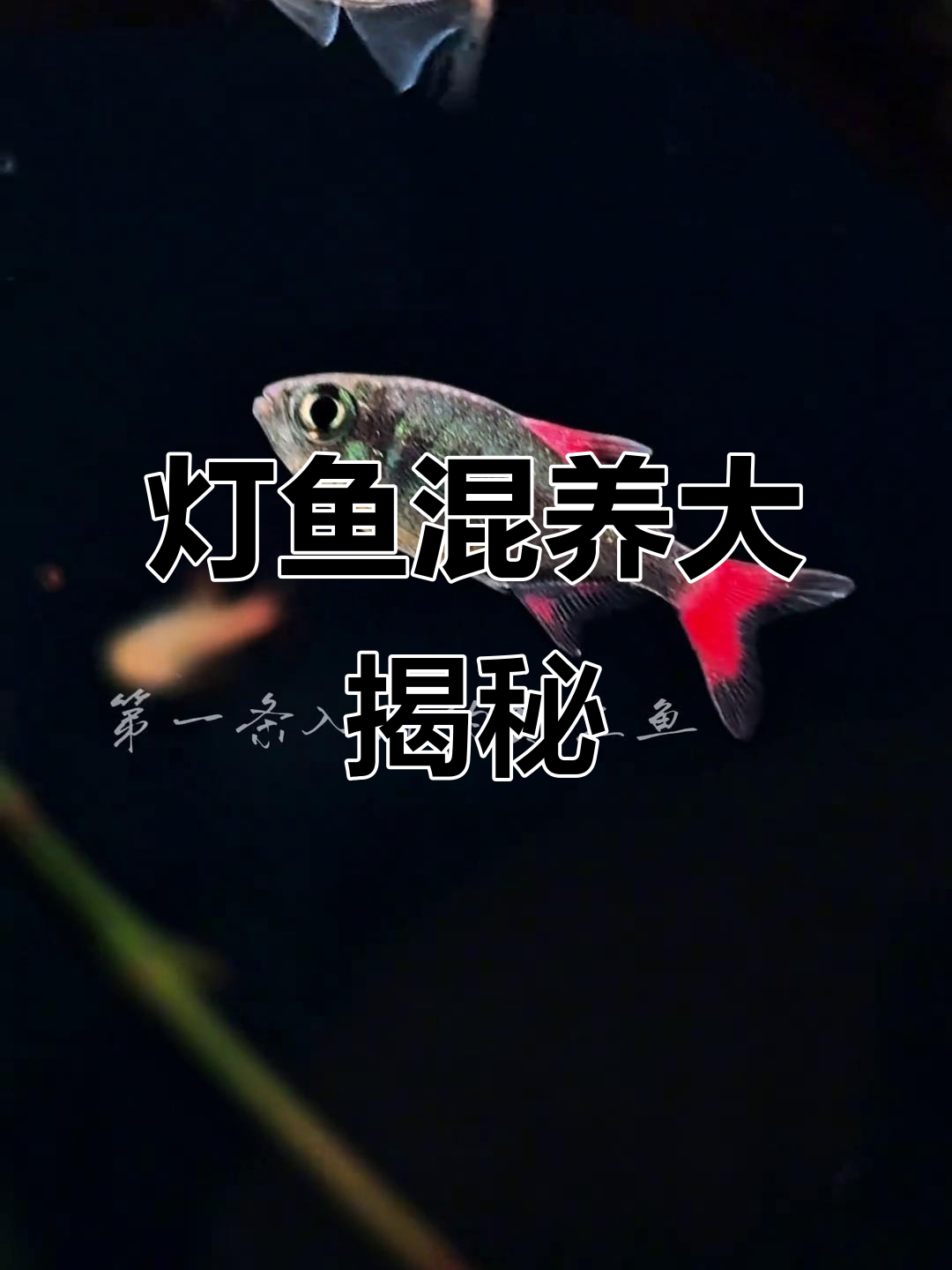 鱼缸里的灯鱼混养,和谐共处真有趣