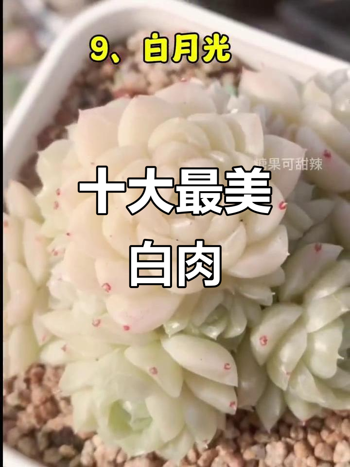 10种必看白色系多肉,美丽又独特