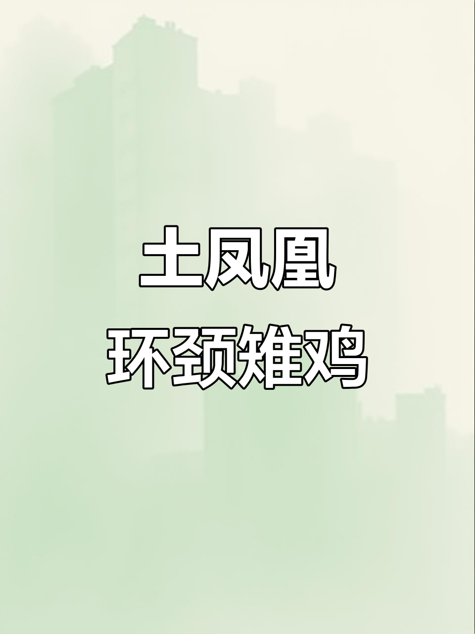 吉林延边天桥岭民警拍到“土凤凰”环颈雉鸡觅食,画面超萌