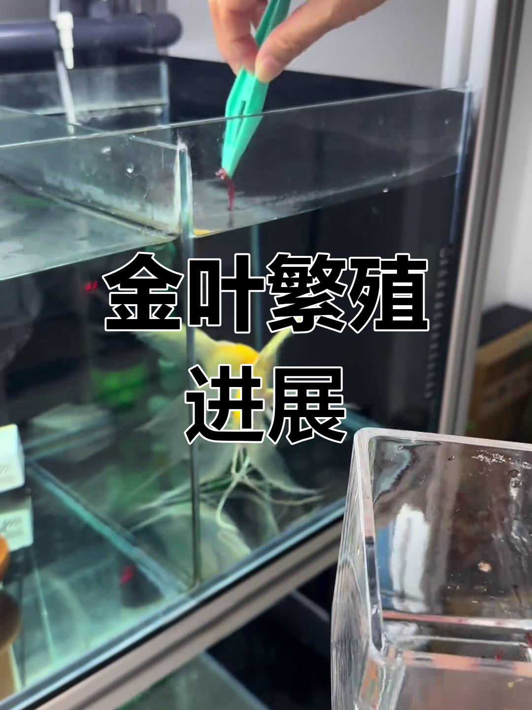 金燕鱼开始产卵,孵化缸已准备好!