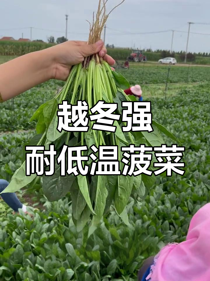 冬季菠菜新品种,抗寒性强,播种后三天发芽