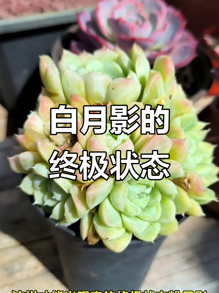 白月影多肉养护秘籍,根壮才能变美