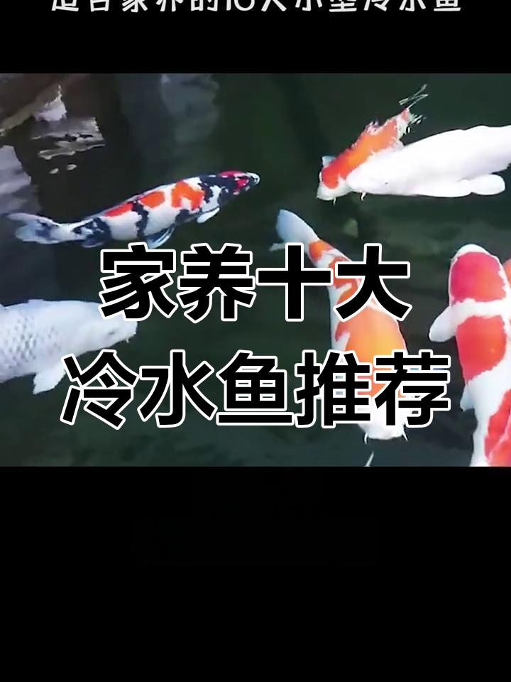 适合家养的十种冷水鱼,锦鲤、草金都在其中