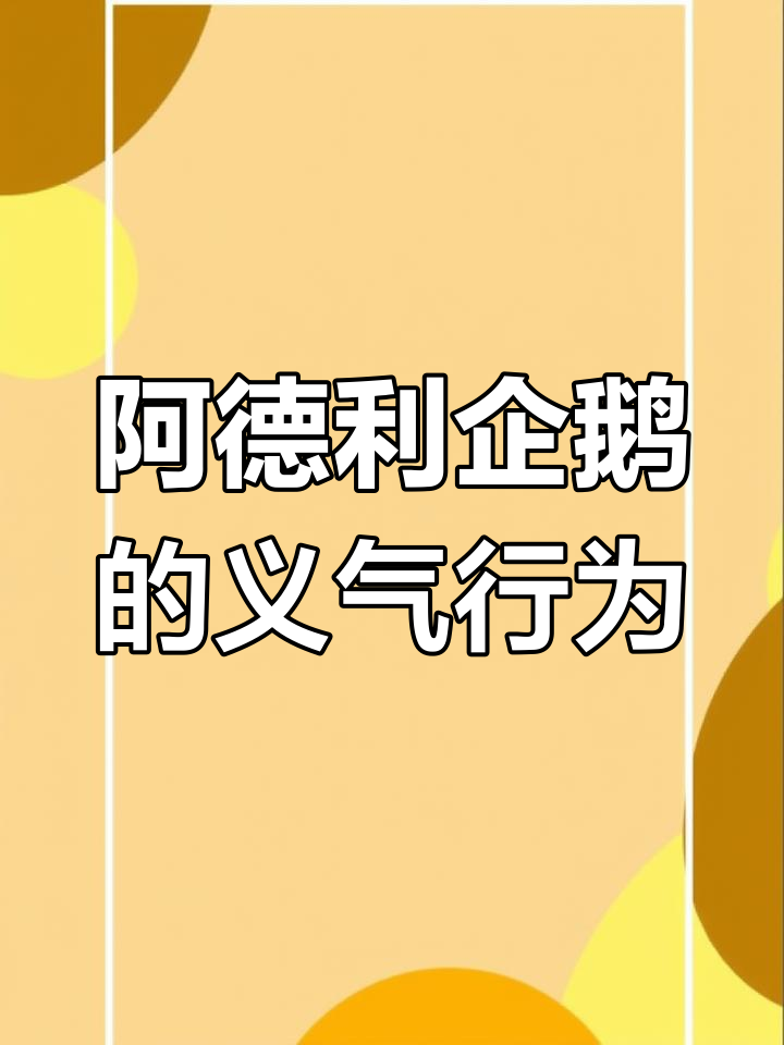 阿德利企鹅的兄弟情:为了食物,它们能做出这种沙雕事