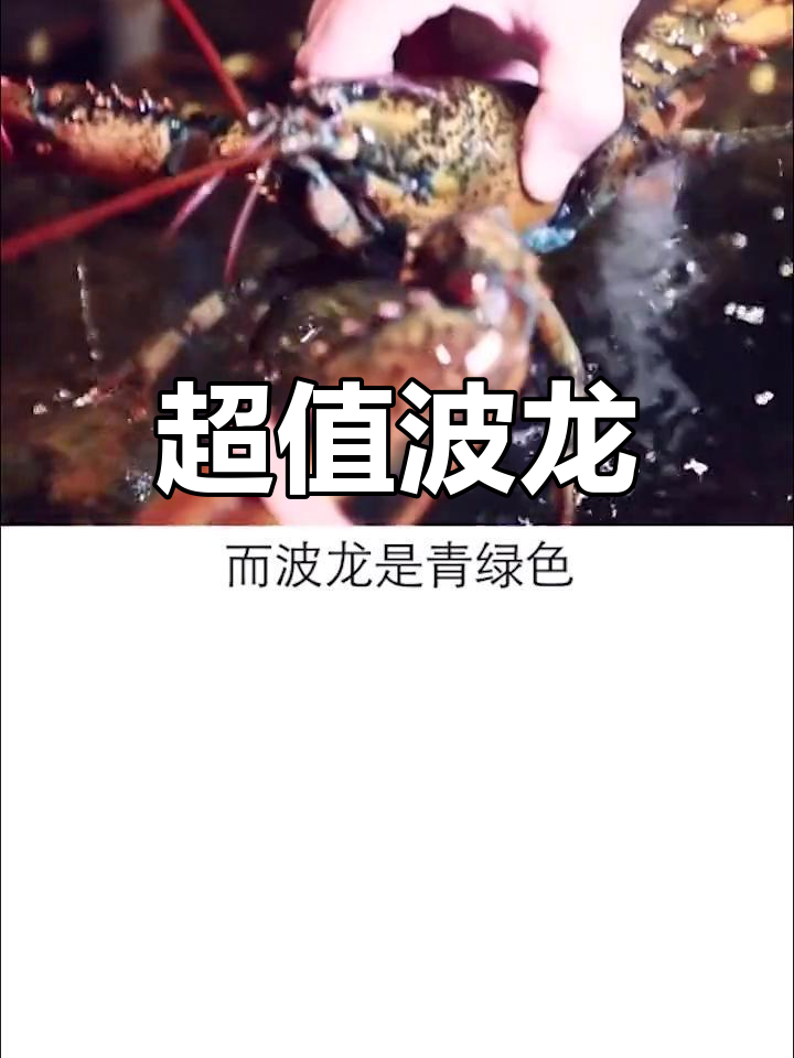 波士顿龙虾性价比超高,肉质鲜美!