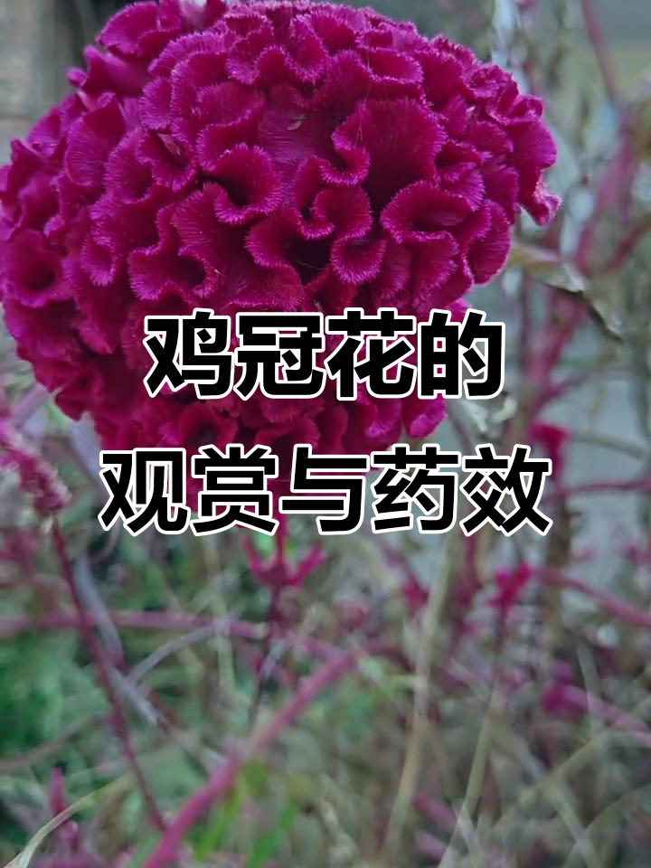 鸡冠花:美丽又实用的花卉,药用价值高