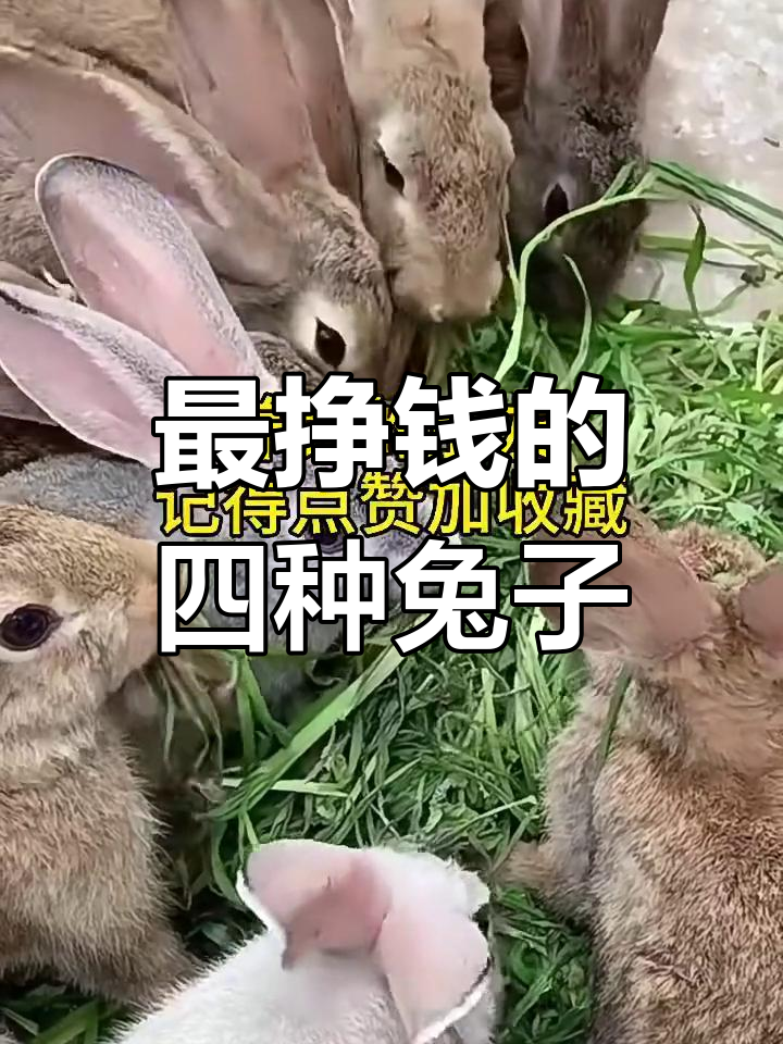 四大最赚钱兔子品种,养兔必看!