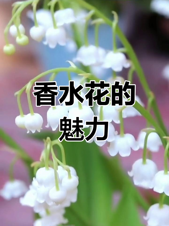 香水花,雪白繁盛,香气扑鼻,养一盆年年绽放