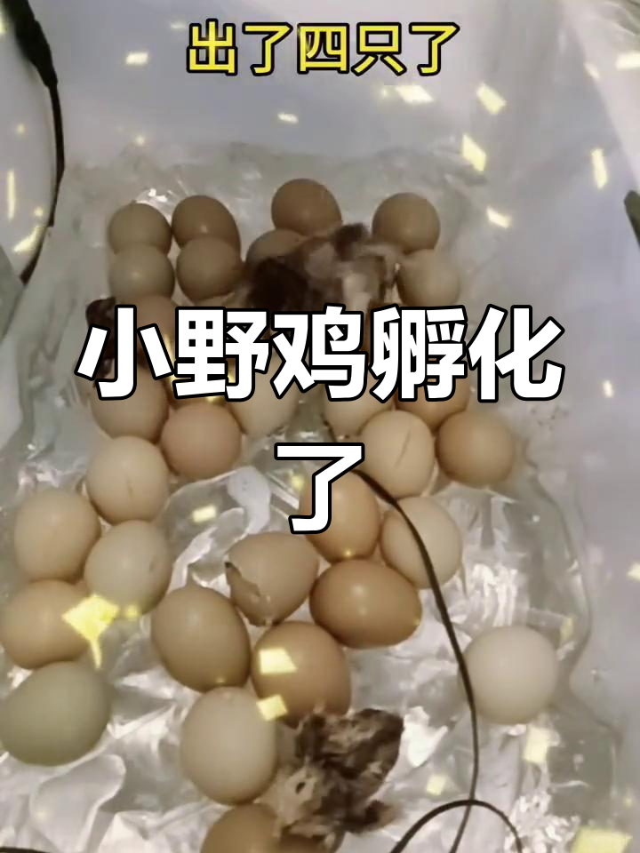 七彩小野鸡孵化全过程,24天出壳四只,人工喂养挑战
