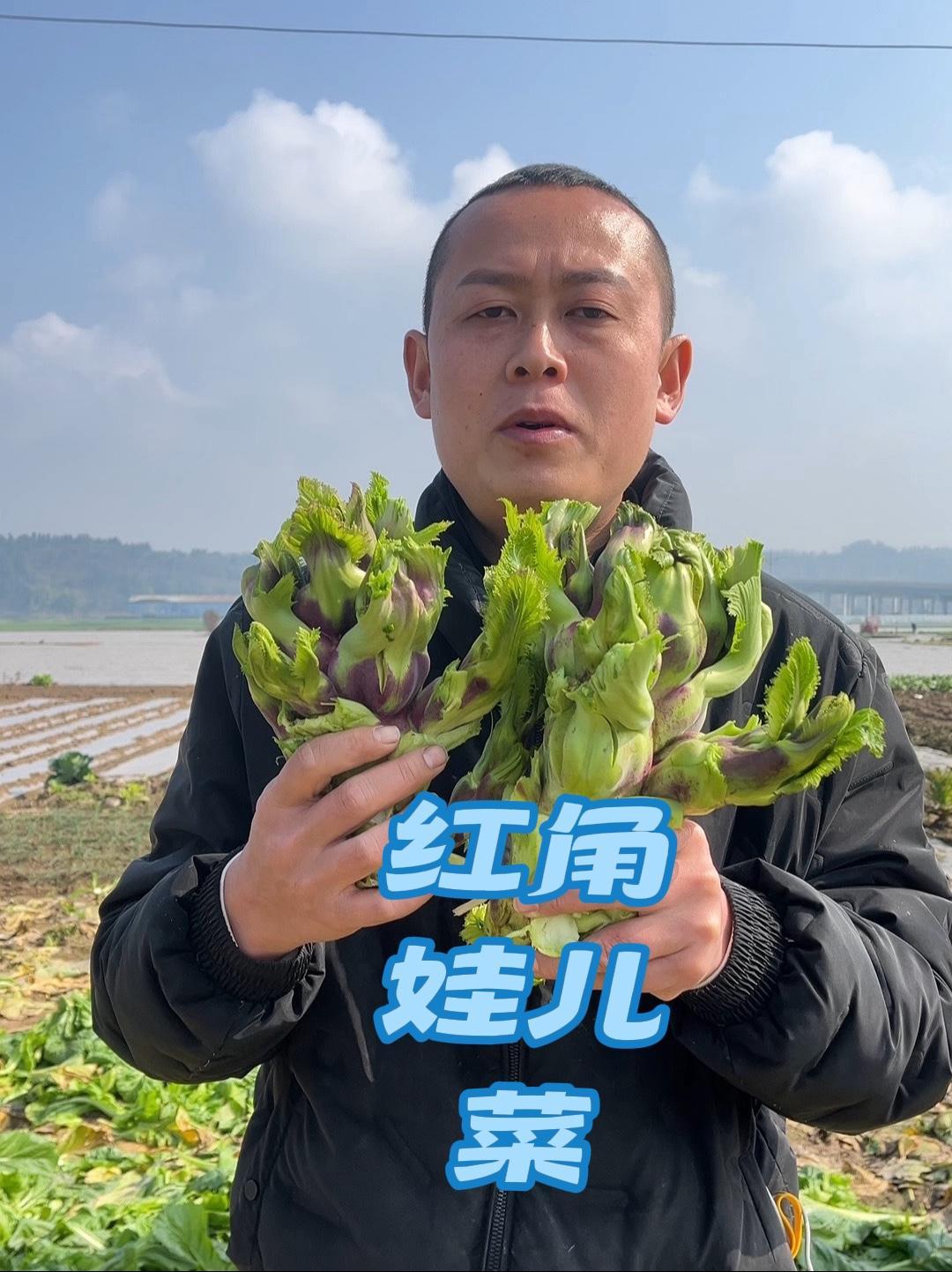 老品种红角娃儿菜,当地爷爷奶奶自种植,没打农药,放心购买。娃儿菜 助农 蔬菜的搬运工 记录