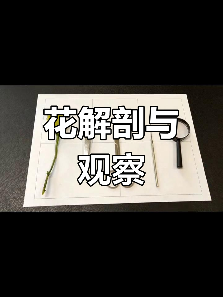 解剖花结构,实验全流程