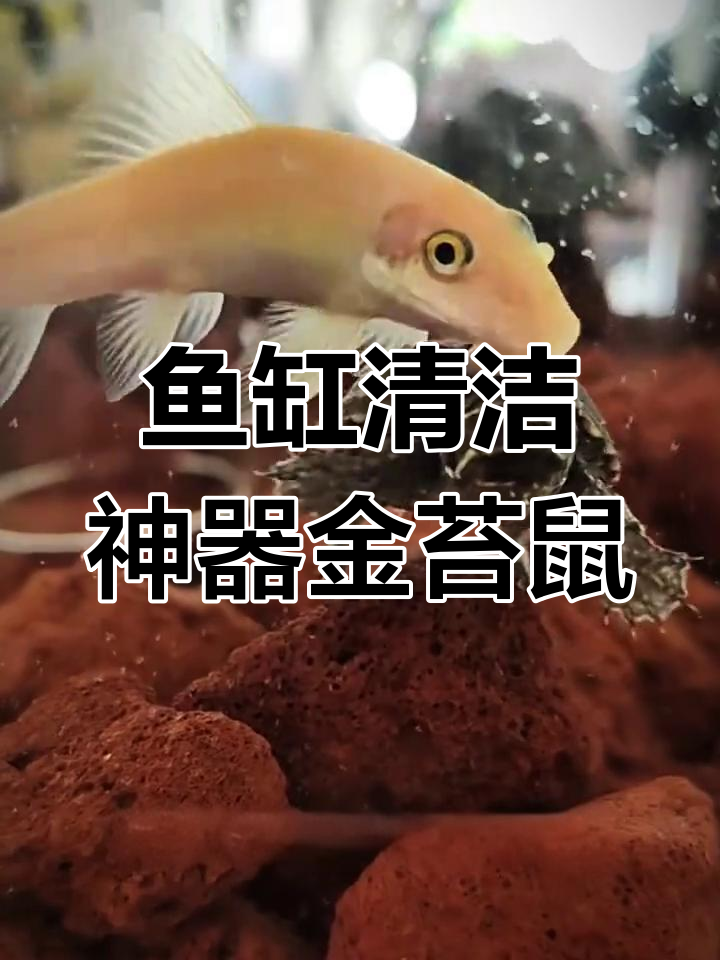 金苔鼠鱼:鱼缸里的清道夫,帮你搞定水藻问题