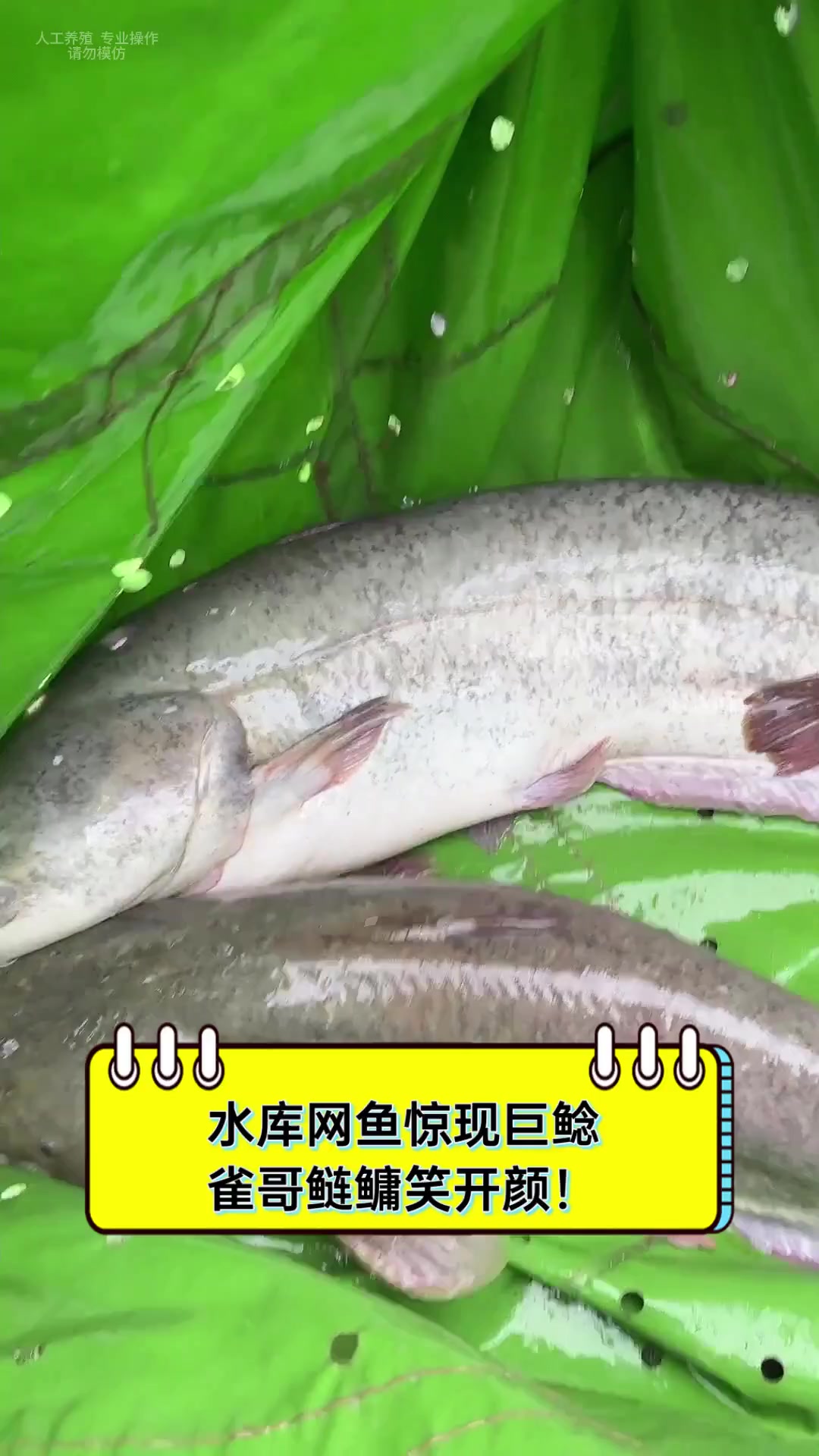 水库网鱼惊现巨鲶,雀哥鲢鳙笑开颜!