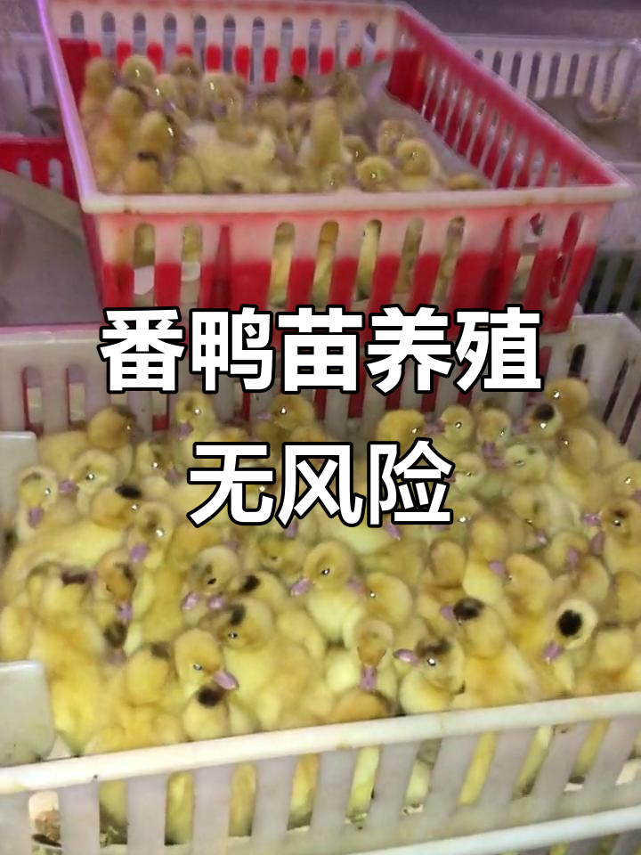 大种番鸭苗养殖合同签订,风险无忧稳赚不赔