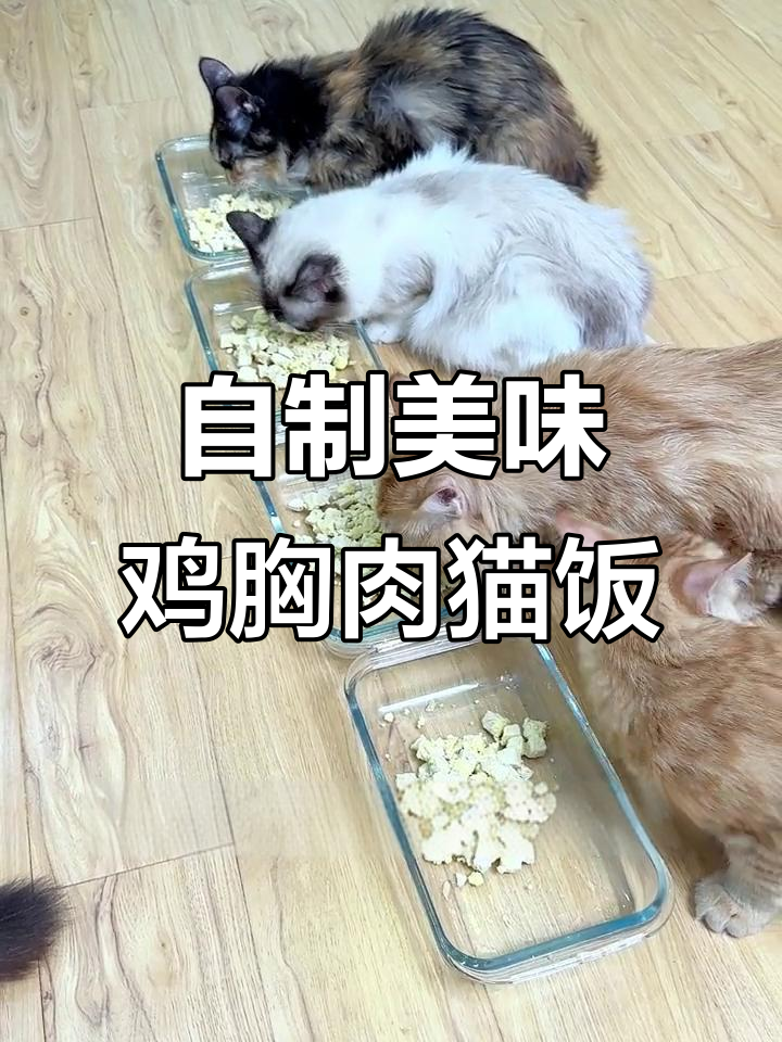 简单又营养的鸡肉蛋黄猫饭,猫咪超爱吃!