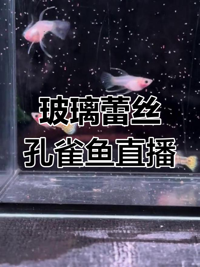 玻璃蕾丝猫孔雀鱼直播,精彩瞬间不容错过!