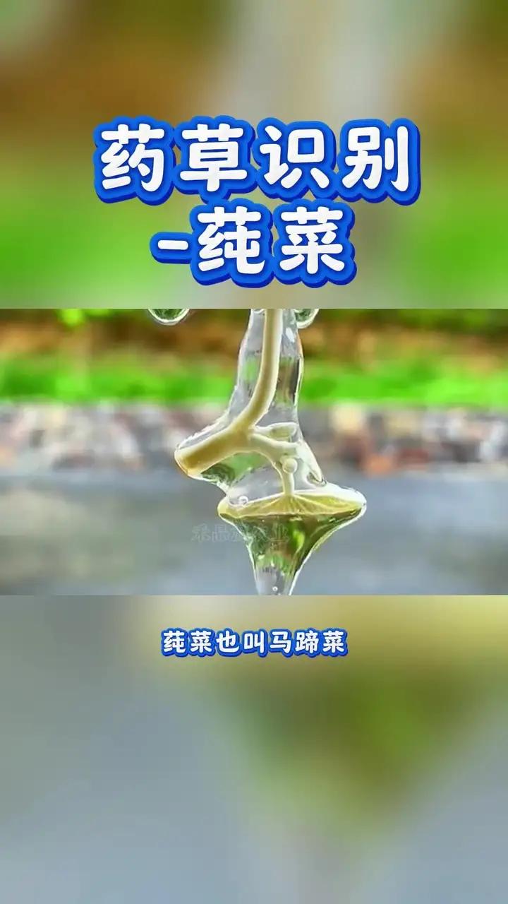 药草识别-莼菜;药草识别-莼菜;又名马粟、水葵、马蹄草等;属于莼菜科莼菜属多年生水生草本植