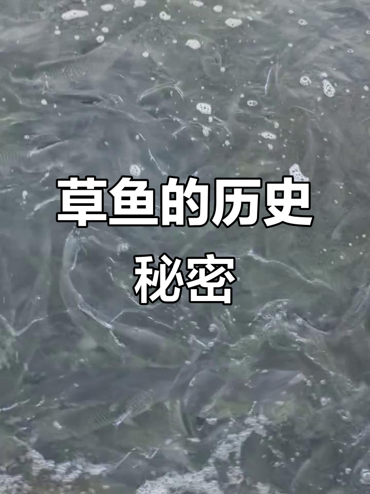 唐代草鱼已成“四大家鱼”之一,历史长达千年