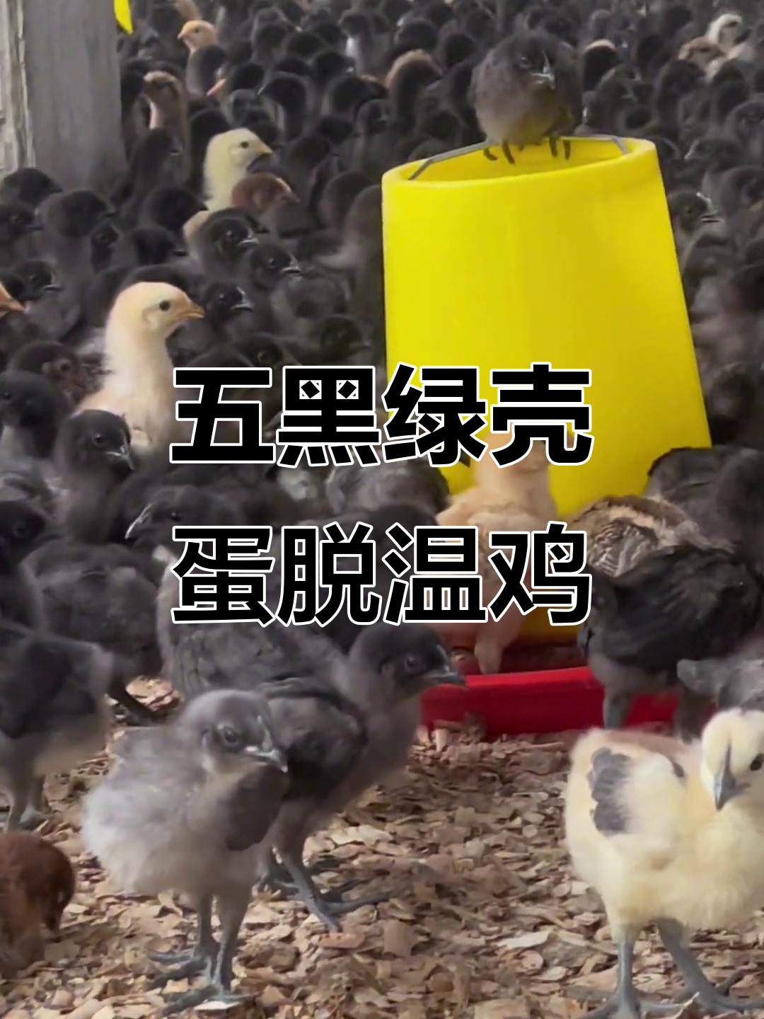 正宗乌骨鸡苗,五黑绿壳蛋脱温鸡一星期出栏