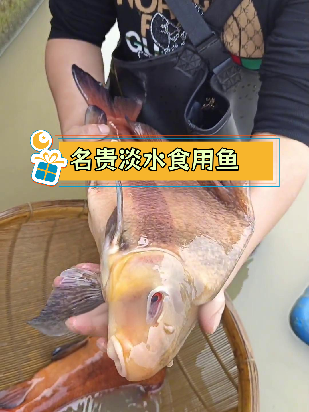 胭脂鱼:长江珍品,温顺美味