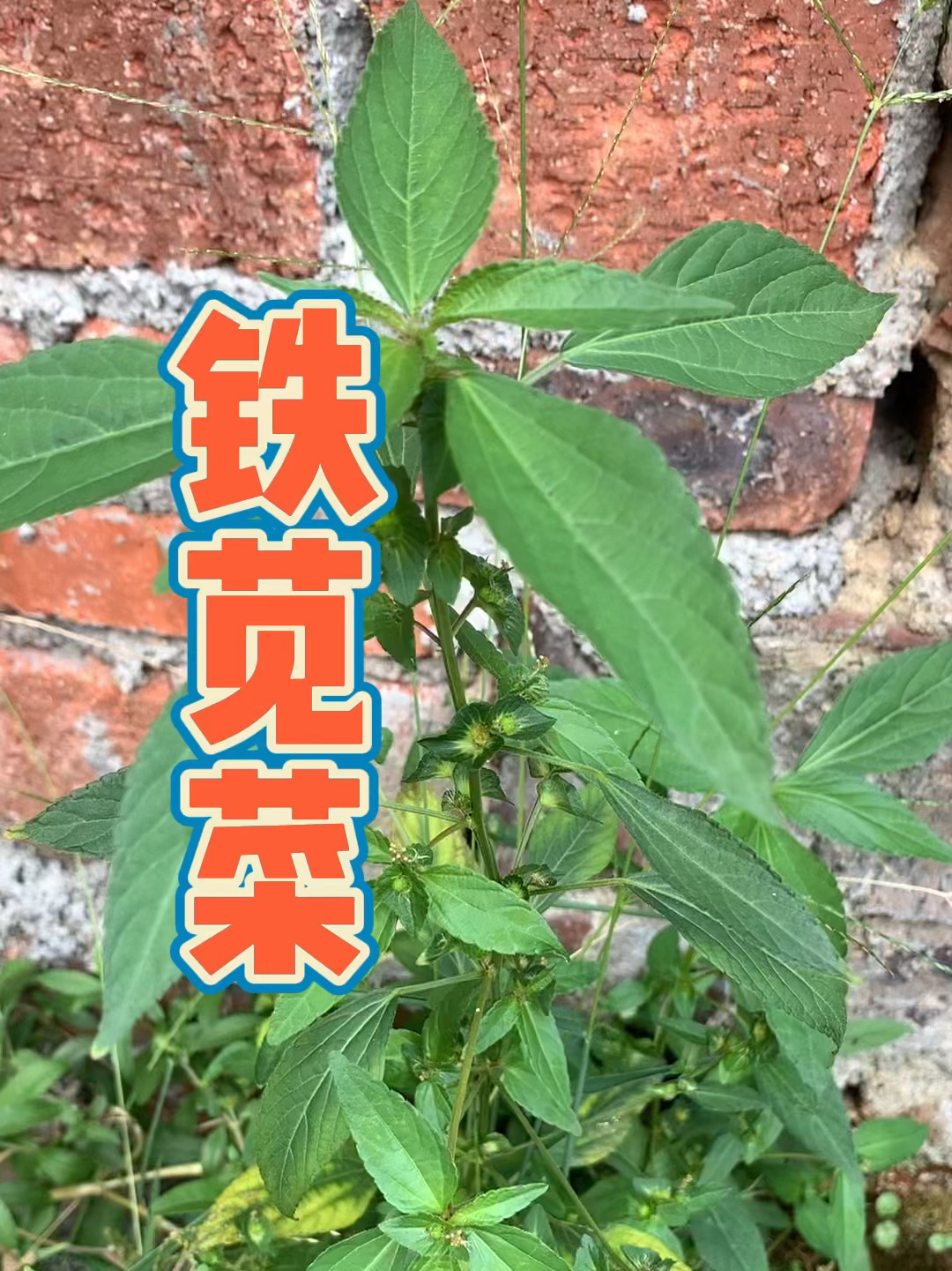 铁苋菜,也叫叶里抱珠