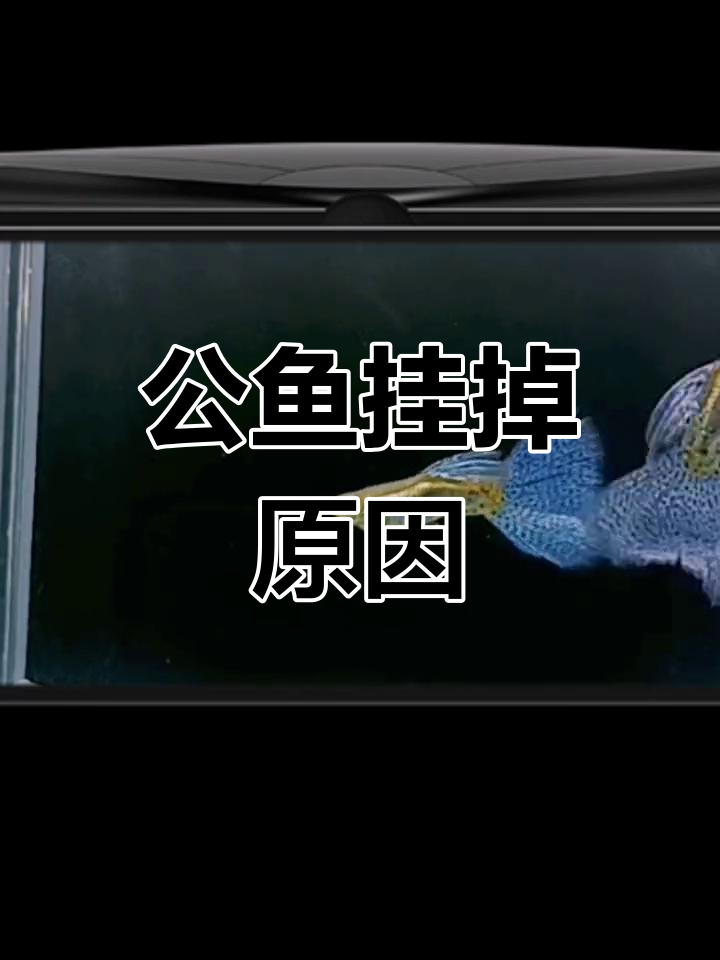 孔雀鱼公鱼易死亡的原因解析