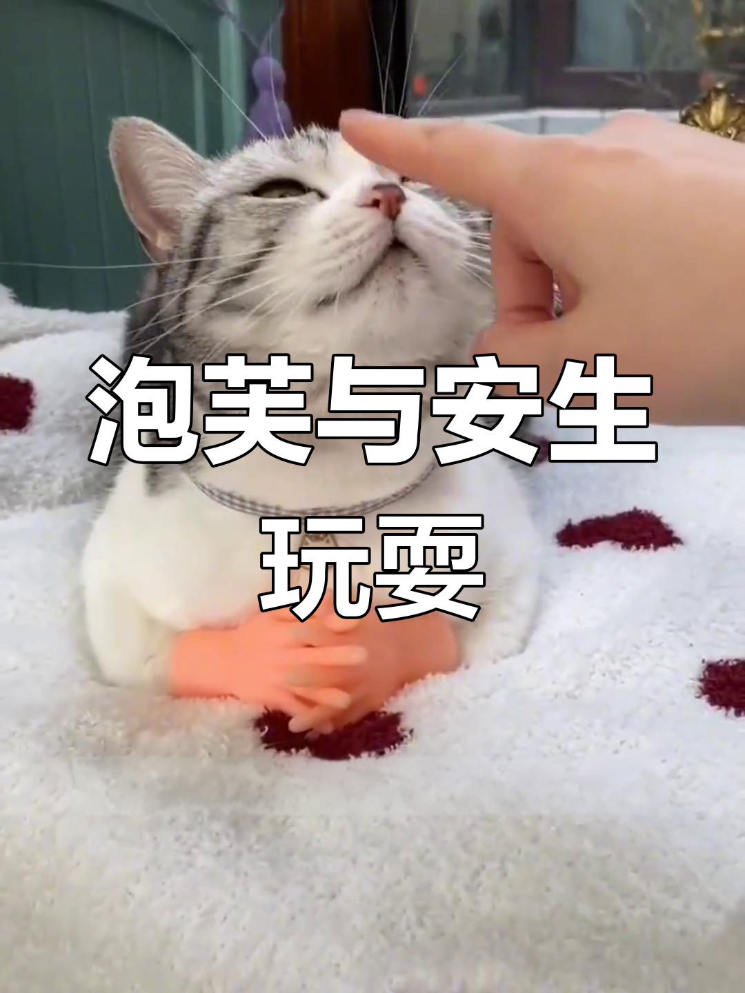 泡芙和安生的可爱互动,小男朋友回来了!