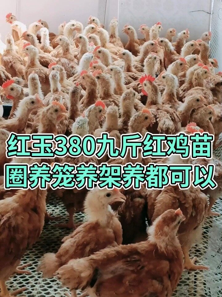 红玉380九斤红鸡苗