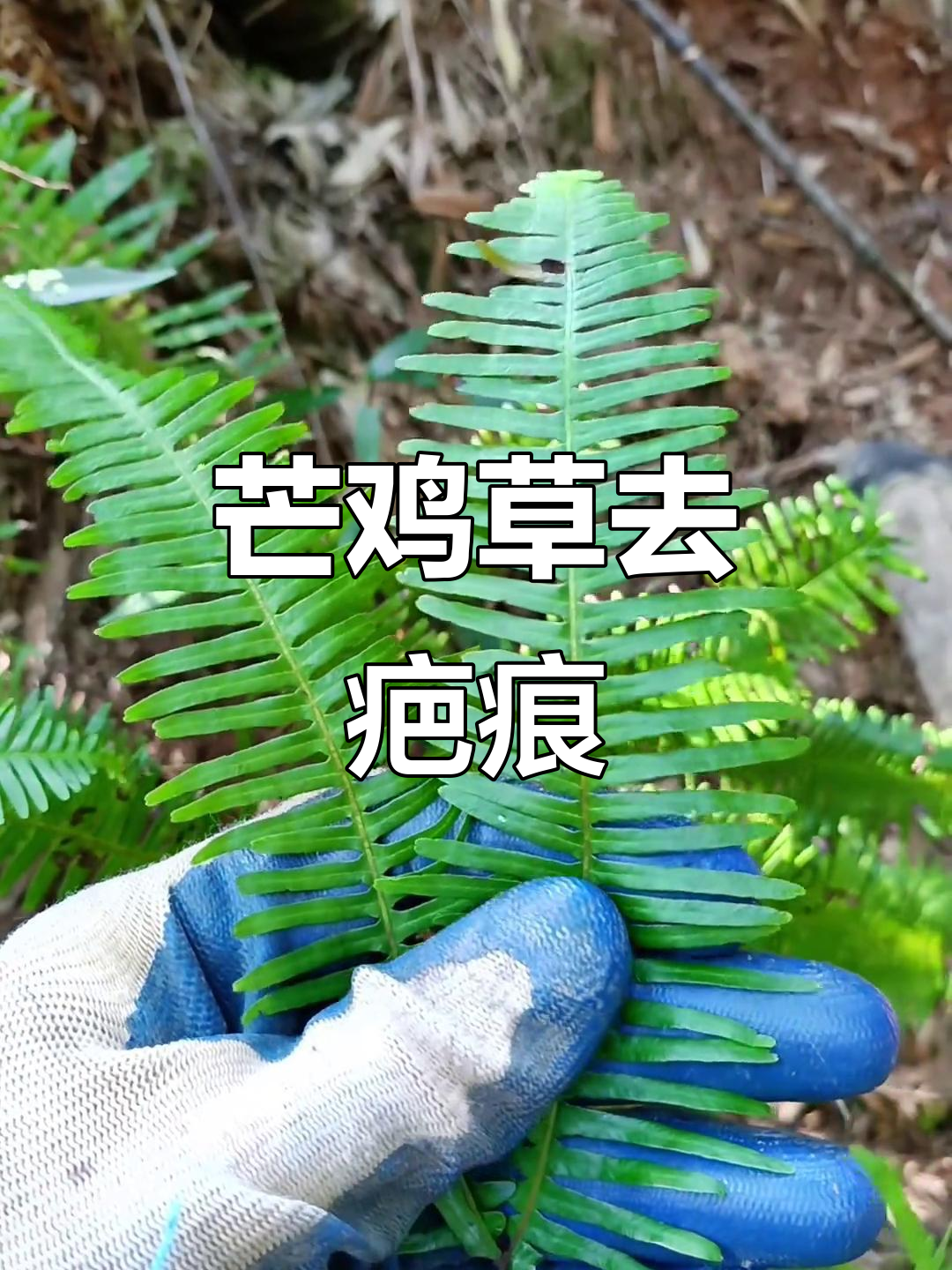 芒鸡草的神奇作用，竟能去除鞭炮烧伤痕迹