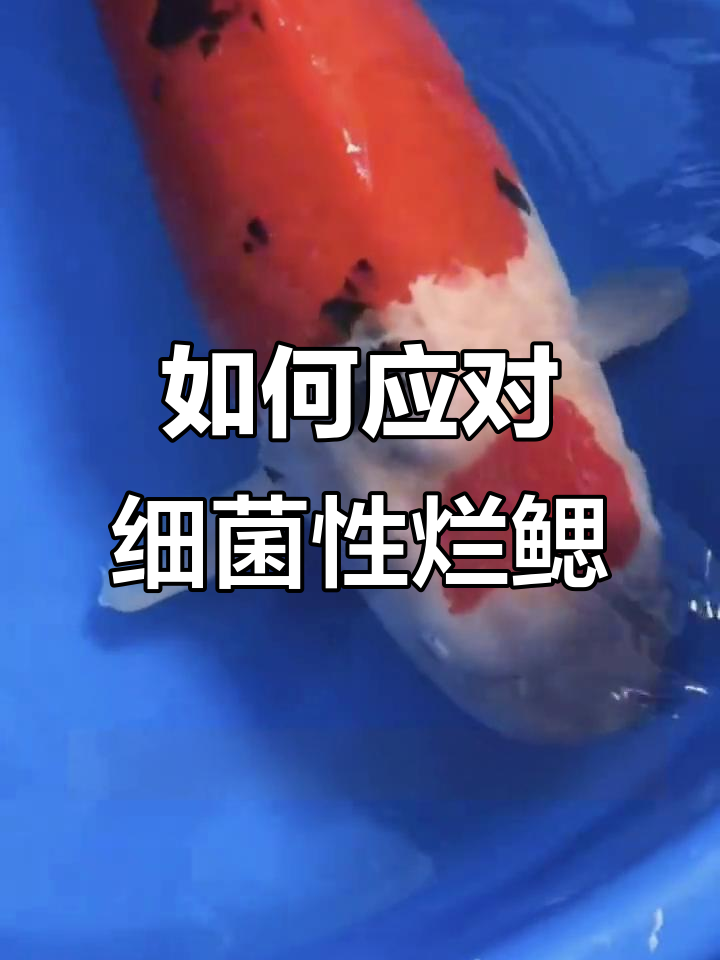 细菌性烂腮如何防治?锦鲤鱼病全攻略