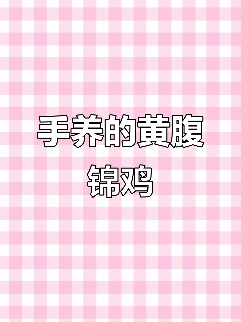 从小手养到亲人,黄腹锦鸡的美丽蜕变
