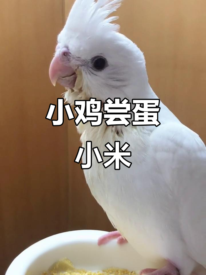 小鸡学吃蛋小米,摇摇晃晃吃得开心