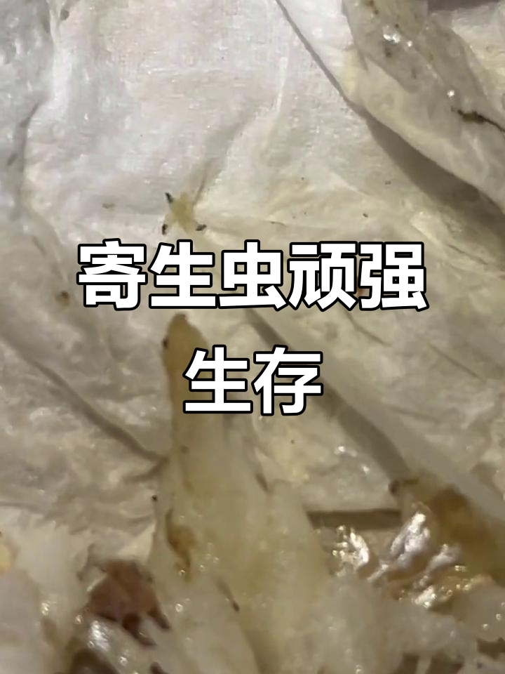 蒸熟的鲮鱼里竟有虫子蠕动,寄生虫居然煮不死!