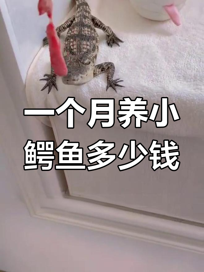 小鳄鱼饲养成本揭秘
